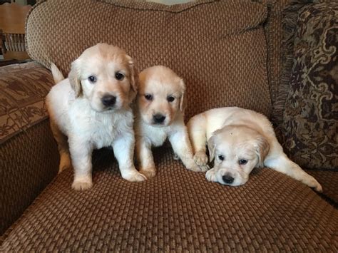 Golden retriever puppies for sale in texas. Aprox. 27.7 mi from Cypress. Kona&rsquo;s litter is a mix of Light Cream Goldens and American Golden. Currently available are 2 females and 2 males. Females: Skylar Lucy Males: Rebel Bruno Rocky. Tags: Golden Retriever Litter for sale in CONROE, TX, USA. 