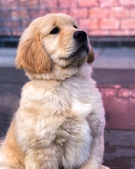 Golden retriever puppies in austin texas. Find a Golden Retriever puppy from reputable breeders near you in Austin, TX. Screened for quality. Transportation to Austin, TX available. Visit us now to find your dog. 