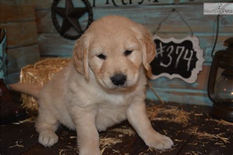 Golden retriever puppies iowa. You are not obligated to purchase a puppy from the breeders whose names you obtain from GRCA puppy referral. Loess Hills Sawmill Golden Retrievers - Adorable, well bred golden retriever puppies in southwest Iowa, 25 minutes south of Omaha, Nebraska. 