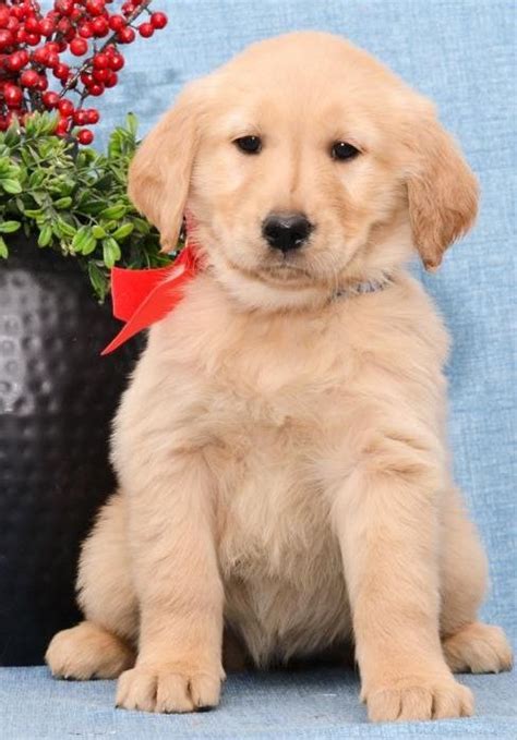 Golden retriever puppies nc. SOLD - Goldendoodle Puppies With Health Guarantee. Text or call 336-930-4315xxx. Gorgeous F1B Goldendoodle puppies. DOB: 10/9/21. Parents are genetically health tested and clear. Dad is also OFA & CHIC…. Find Golden Retriever dogs and puppies from North Carolina breeders. 