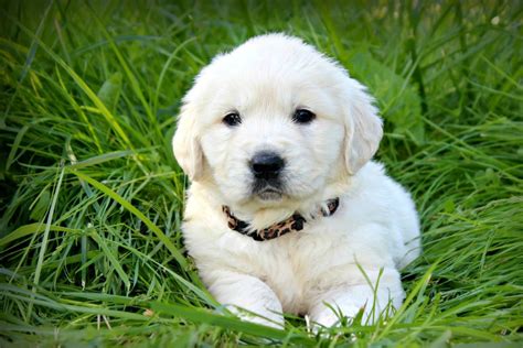 Golden retriever puppies oregon. How to get a puppy. To contact Oregon Rose Goldens, request info about one of their puppies or submit an application. Then, you'll be able to start chatting with Oregon Rose Goldens. Price$1,800. Go Home Date8 Weeks After Birth. 