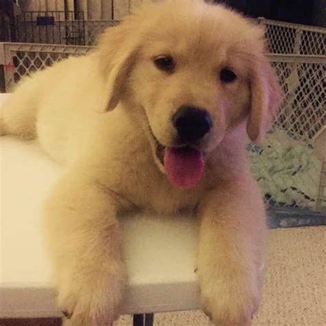 Find Golden Retriever puppies for saleNear Minnesota. Find Golden Retriever puppies for sale. An iconic American dog, the Golden Retriever is playful and hard-working. They began as a mix of Retrievers, Spaniels, and Red Setter. Goldens are very loyal, and need a whole lot of time to run around and play. Learn more.. 