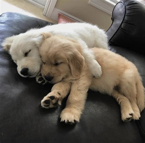 Golden retriever puppies tampa. Puppy. Color. N/A. Gorgeous 8 week old Golden Doodle Puppies. Great temperaments and terrific genes. Mom's grandma is still alive in great health at 15 years old. These puppies…. View Details. $2,300. 