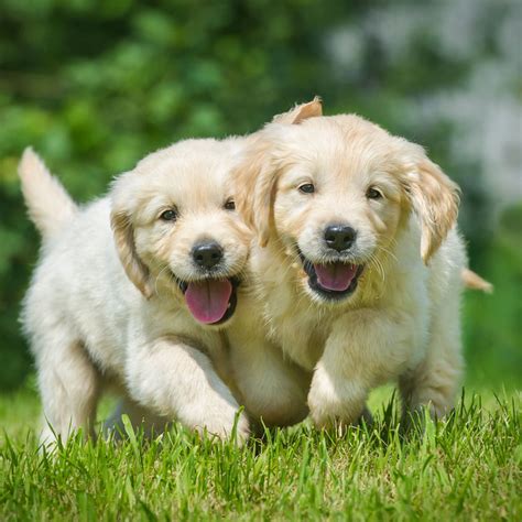 The Golden Retriever is believed to have originated from the Russian tracker dog which has now gone into extinction. It has its origin from Scotland, United Kingdom and originally bred in Scotland in the mid-19th century. As of then, wildfowl hunting was a quite popular sport amongst the Scottish elite. The retriever breeds as of then were ....