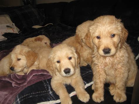 Nov 19, 2021 · Best Golden Retriever Breeders In Washington. April 19, 2021 by Andy. If youre searching for the best Golden Retriever breeders in Washington, then youve come to the right place. Before scrolling down this list, heres a little something you should know about this breed. . 