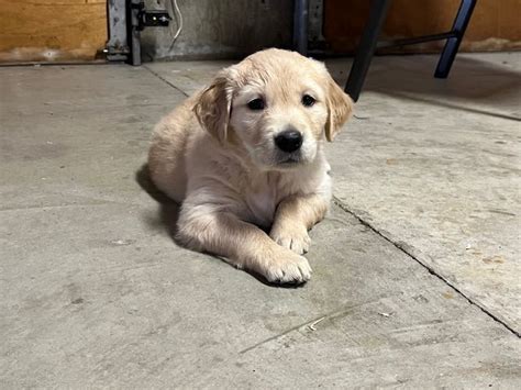 Golden retriever puppies yakima.  Get started with opening a checking or sa...