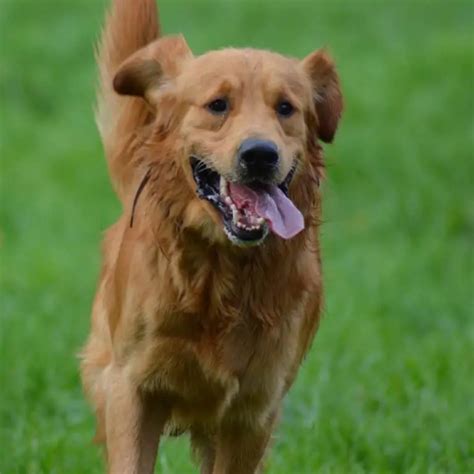 Adopt a senior golden retriever today for an instant companion that won't chew your shoes and is a champion cuddler. ... RAGOM supports the rescue of dogs in peril beyond our country’s borders, such as from the …. 