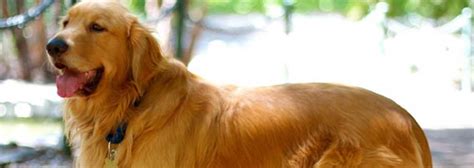 Golden retriever rescue orange county. Southern California Golden Retriever Rescue, Los Angeles, California. 33,678 likes · 1,364 talking about this. The 3rd largest #GoldenRetriever rescue in the US, homing 300+ dogs annually, and 100%... 