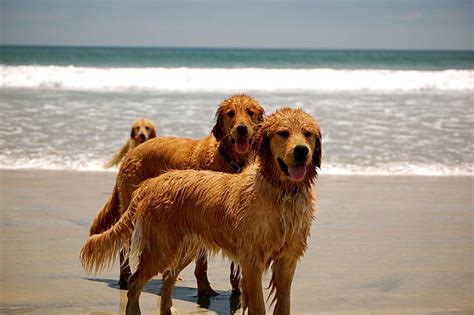 Golden retriever san diego. .  <a href=https://testing.mv-theme.pro/sfsh0ja/in...