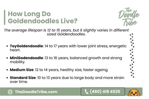 Golden retriever toy size.  Goldendoodles often demonstrate Golden Retri...