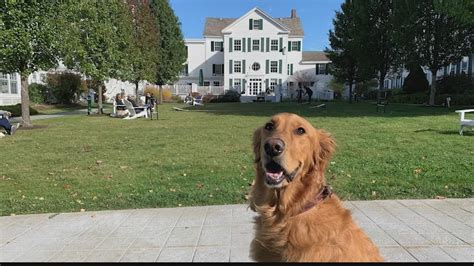 Golden retrievers to gather in Vermont for inaugural Golden Getaway Weekend