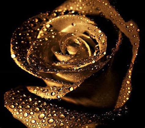 Golden roses. Things To Know About Golden roses. 