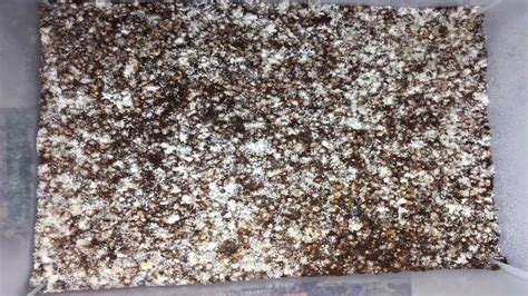 Golden teacher bulk substrate.  While there are many mushroom growing Mar 2...