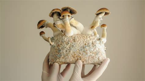 Also lovingly referred to as Gold Caps, Golden Halos, and Cubes, Golden Teacher mushrooms are just one of over 200 known magic mushroom varieties. They’re a subspecies of the widely-known Psilocybe Cubensis genus, containing the psychoactive compounds psilocybin and psilocin.. 