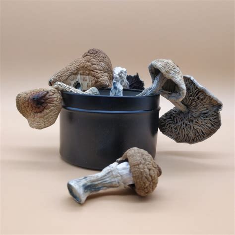 Golden Teacher is actually one of the harder types of mushrooms to grow, which means that it is going to take more work than most strains. If you are simply growing the smaller p. cubensis strains then all you really need to concern yourself with is ensuring that your substrate is high in moisture. Many people underestimate the amount of .... 