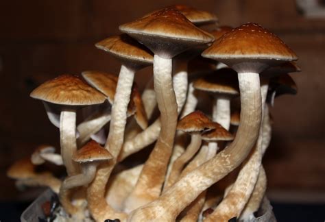 Maintain high humidity (90-95%) to encourage mushroom growth. Gradually introduce light. Golden Teacher mushrooms do not require intense light, but some exposure to light is necessary for the formation of fruiting bodies. Keep the temperature around 70-75°F (21-24°C) during the fruiting stage.. 