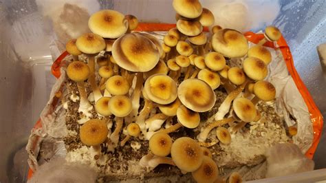 Golden teacher monotub. 1. High Yield: The monotub method is known for its ability to produce a high yield of magic mushrooms with each grow cycle. This makes it a popular choice for those looking to grow mushrooms for personal use or even for commercial purposes. 2. Easy Setup: Setting up a monotub is relatively easy and requires minimal equipment. 