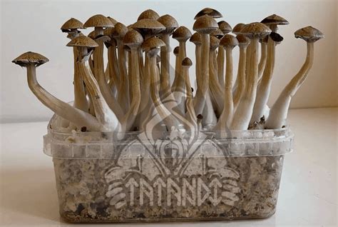 Mushroom Growkit Golden Teacher. Psilocybe cubensis Golden Teacher is a very mysterious mushroom. It owes its name to its golden hats and shamanic possibilities. It is the only strain where the second flush is much larger than the first. It was discovered in the late 80's and is considered as one of the new magic mushrooms. Its genesis is unknown.. 
