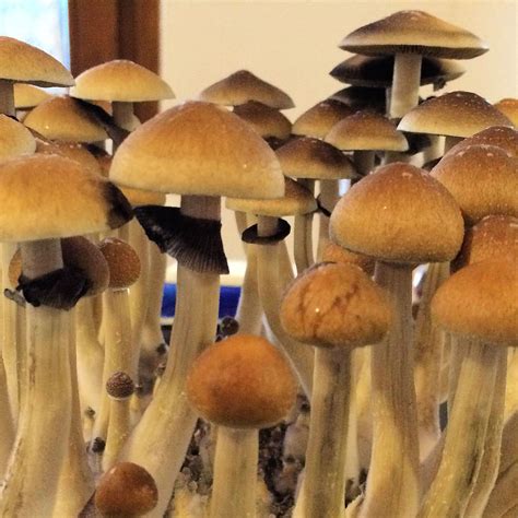 The exact origins are unknown but it is highly recognizable because of its golden caps with specks of yellow. Compared to most strains of Psilocybe cubensis, Golden Teachers have larger stems and caps; and a generally more elegant appearance. The recommended dose for dried Golden Teacher mushrooms is between 1gram and 2.5grams.. 