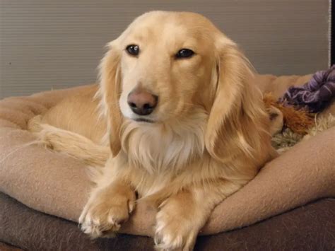 Golden weenie dog. Goldendoodles — dogs that are a cross between poodles and Golden Retrievers — are one of the most popular breeds available, but what you may not realize is that they come in three ... 