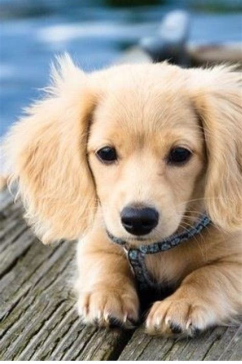 Golden weiner dog. Things To Know About Golden weiner dog. 