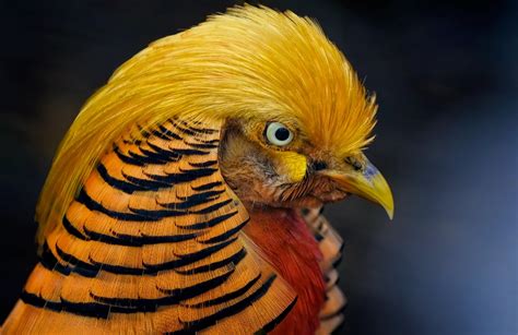 Goldenbirds Leaks +18 🍌