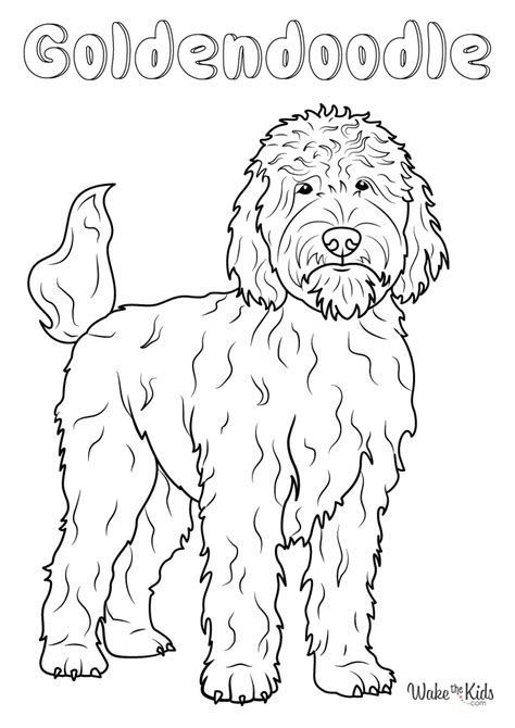 Goldendoodle Coloring Page