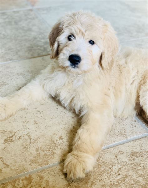 Goldendoodle F1 Puppies For Sale