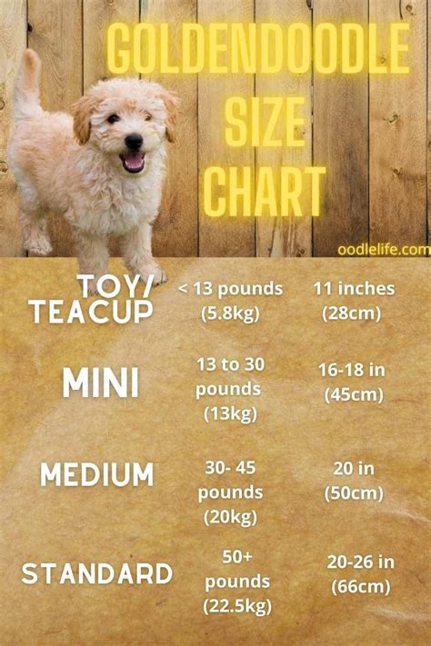 Goldendoodle Growth Chart Mini Goldendoodle Size Chart