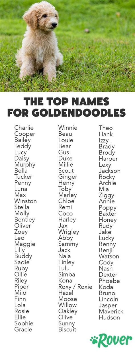 Goldendoodle Male Puppy Names