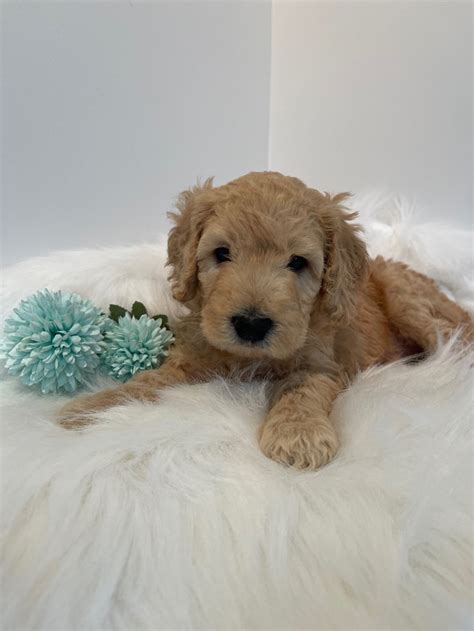 Goldendoodle Puppies Calgary