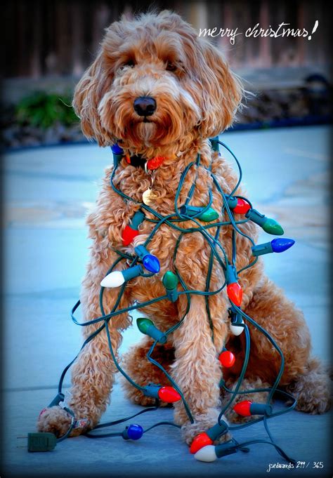 Goldendoodle Puppies For Christmas