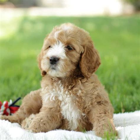 Goldendoodle Puppies For Sale Available Now