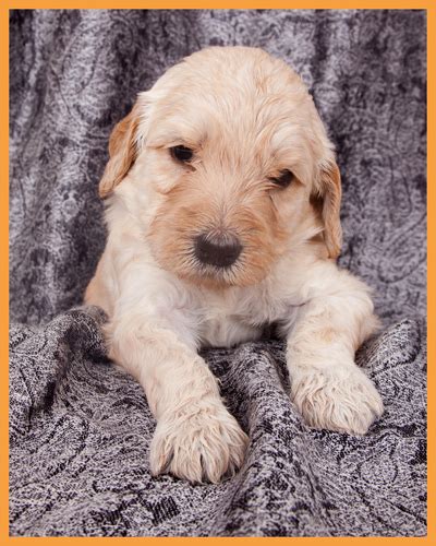 Goldendoodle Puppies For Sale Buffalo Ny