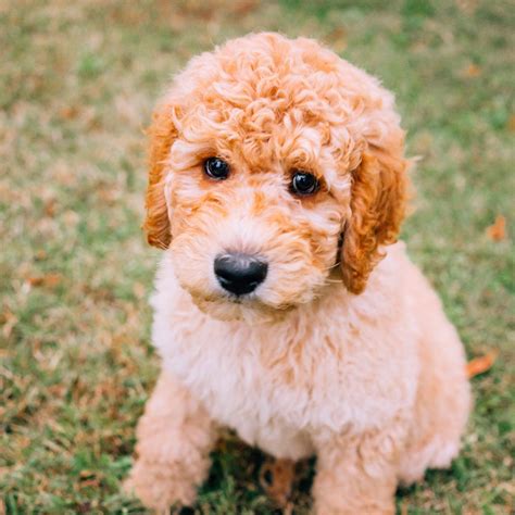 Goldendoodle Puppies For Sale California