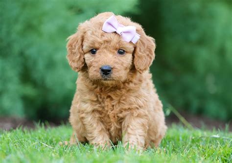 Goldendoodle Puppies For Sale Ga