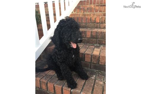 Goldendoodle Puppies For Sale Greensboro Nc