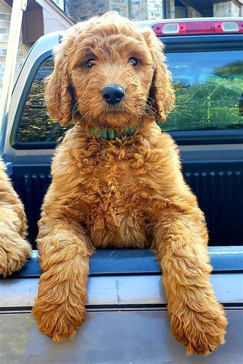 Goldendoodle Puppies For Sale In Houston Tx