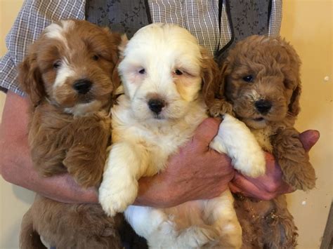 Goldendoodle Puppies For Sale In Illinois