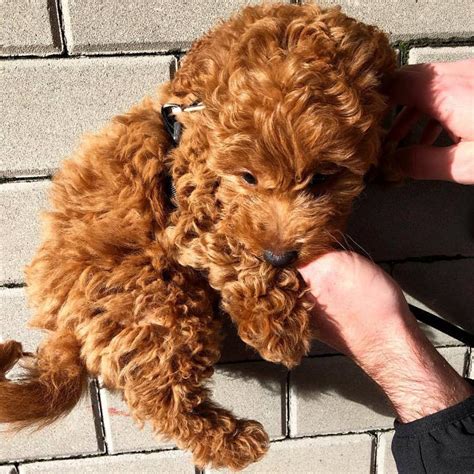 Goldendoodle Puppies For Sale In Richmond Va