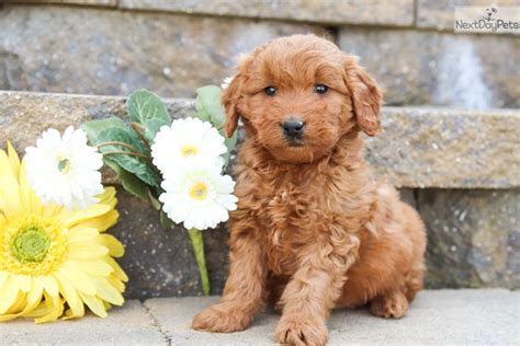 Goldendoodle Puppies For Sale Lancaster