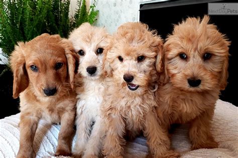 Goldendoodle Puppies For Sale Madison Wi