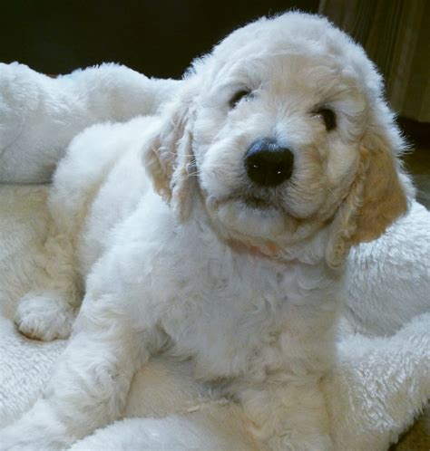 Goldendoodle Puppies For Sale Minneapolis