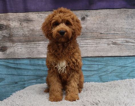 Goldendoodle Puppies For Sale Minnesota