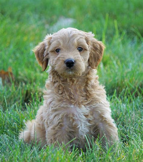 Goldendoodle Puppies For Sale Now