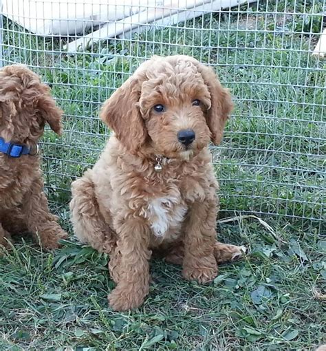 Goldendoodle Puppies For Sale Raleigh Nc