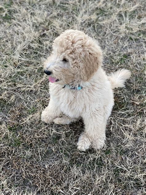 Goldendoodle Puppies For Sale South Carolina