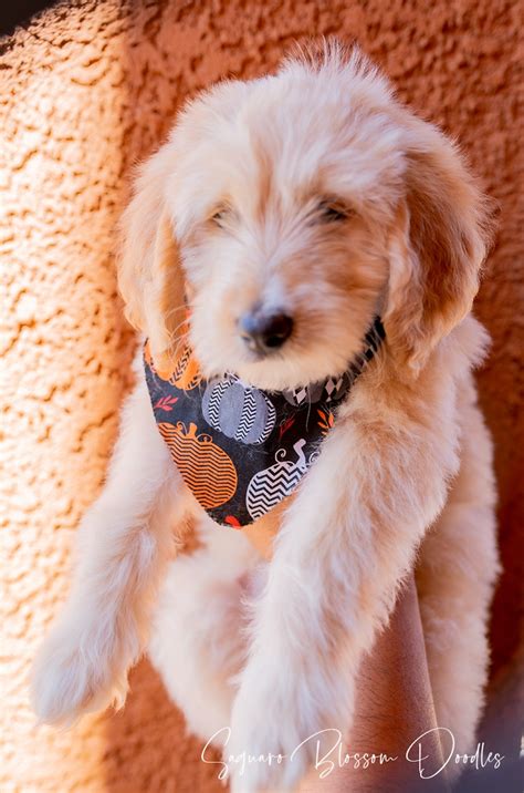 Goldendoodle Puppies For Sale Tucson Az