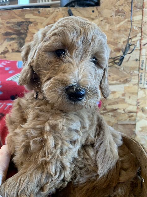 Goldendoodle Puppies In Illinois