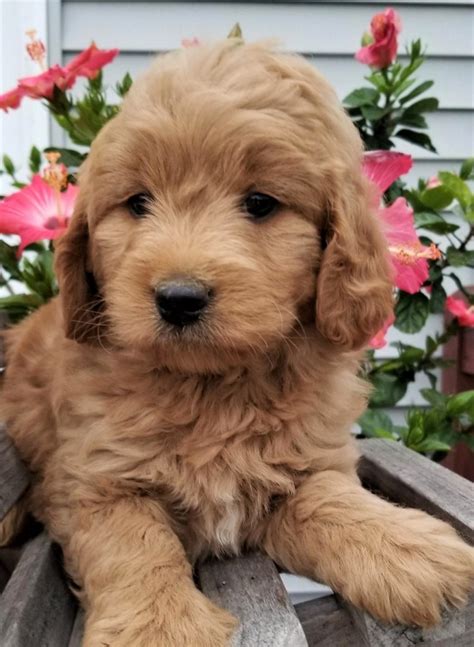 Goldendoodle Puppies In Pittsburgh Pa